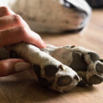 Pet Loss Counseling Certification: How to Turn Compassion into a Meaningful Career Helping Grieving Pet Owners