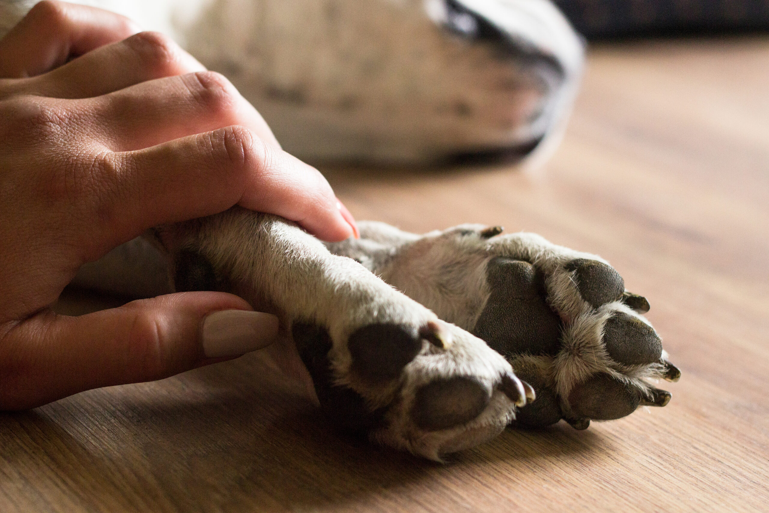 Pet Loss Counseling Certification: How to Turn Compassion into a Meaningful Career Helping Grieving Pet Owners